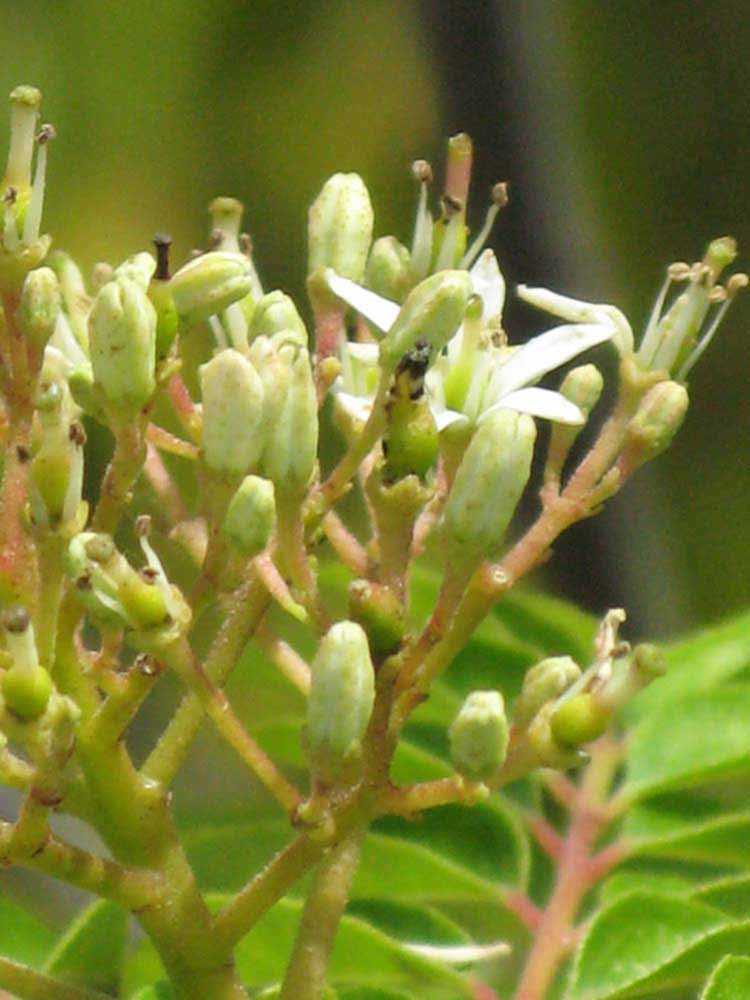              Inflorescence (Winter Haven, FL)       